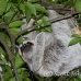 sloth_toed_three_map_h_0021_cos0216.jpg
